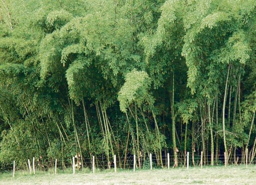Siete hectáreas de guaduales de La Tebaida tendrán manejo silvicultural