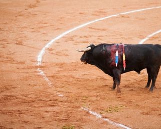 Se debate en comisión quinta de la Cámara proyecto que busca la prohibición de las corridas de toros