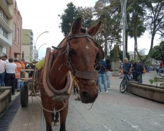 Carretilleros en Calarcá estigmatizados por incumplimiento del alcalde
