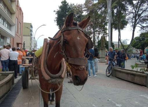 Carretilleros en Calarcá estigmatizados por incumplimiento del alcalde