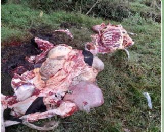 Imágenes sobre res decapitada, no pertenecen al Quindío. Autoridades aclararon caso