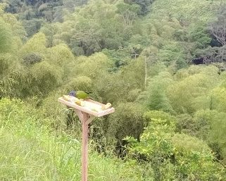 En el marco del Día Mundial del Medio Ambiente, CRQ invita a disminuir la presión ambiental