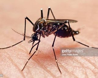 100 casos de dengue se han reportado en Armenia en lo corrido del año