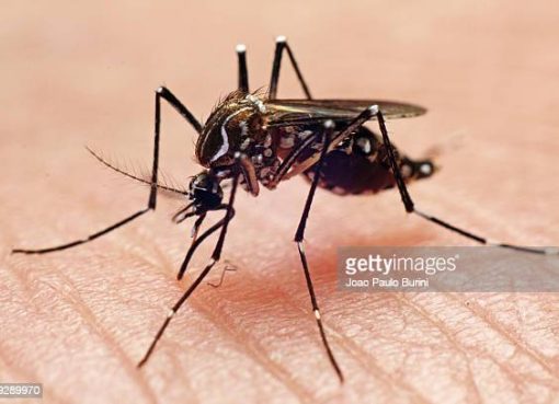 100 casos de dengue se han reportado en Armenia en lo corrido del año