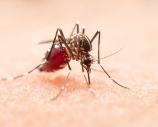 En Armenia, habitante de calle falleció por malaria; cuatro casos siguen activos