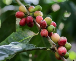 Ante posible afectación de la calidad del café, Federación Nacional de Cafeteros adopta medidas por el fenómeno de El Niño