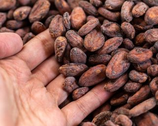 Quindío ingresó oficialmente a la Red Mundial de Turismo de Cacao