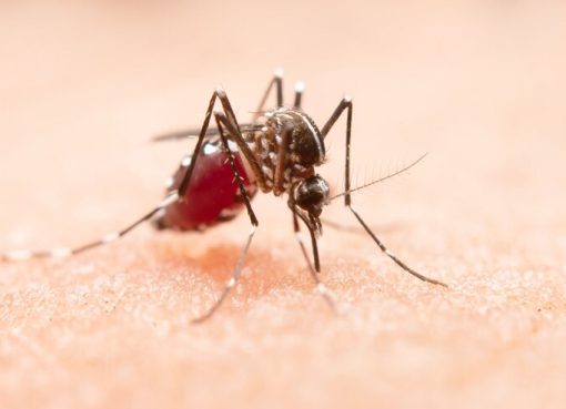 Dengue en Quindío: preocupante aumento de casos con más de 3.100 contagios en lo corrido de 2024