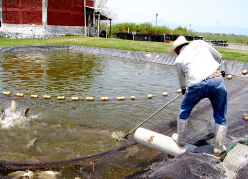 Proyectos de acuicultura y pesca en el Quindío recibieron el respaldo de la autoridad pesquera en Colombia