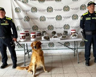 Canino Niko de la Policía descubrió 5 libras de marihuana transportadas en encomienda