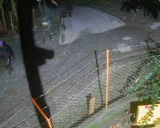 Delincuencia común, no grupos armados: seis ladrones robaron varios costales de aguacates en Pueblo Tapao