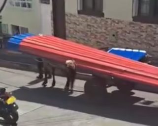 Indignación en Quimbaya por uso de caballo para transportar carga pesada: piden acelerar sustitución de carretillas