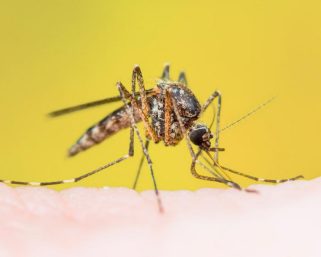 Quindío no registra casos de fiebre amarilla