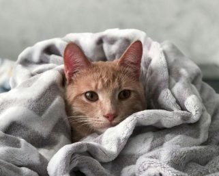 Alimentos premium para gatos: lo que hace especial a la marca Nupec