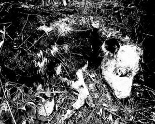 Preocupación en Pijao por ataques a ganado atribuidos a un oso: suman 16 reses muertas