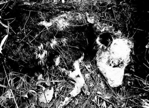 Preocupación en Pijao por ataques a ganado atribuidos a un oso: suman 16 reses muertas