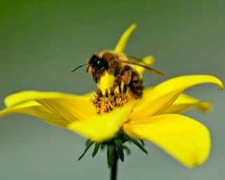 Un estudio sugiere que el veneno de abeja tendría potencial para combatir afecciones vasculares