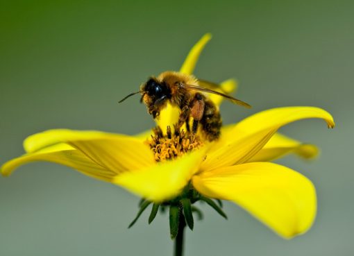 Un estudio sugiere que el veneno de abeja tendría potencial para combatir afecciones vasculares