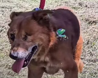 Campañas de adopción en el centro de Zoonosis de Armenia logran reducir número de animales en espera de hogar