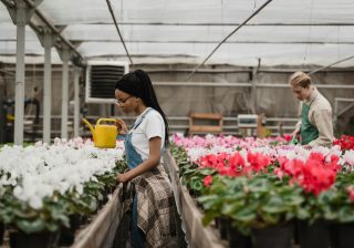 Armenia abre 220 vacantes para operarios de flores con inicio de labores en Cundinamarca en enero de 2026