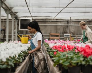 Armenia abre 220 vacantes para operarios de flores con inicio de labores en Cundinamarca en enero de 2026