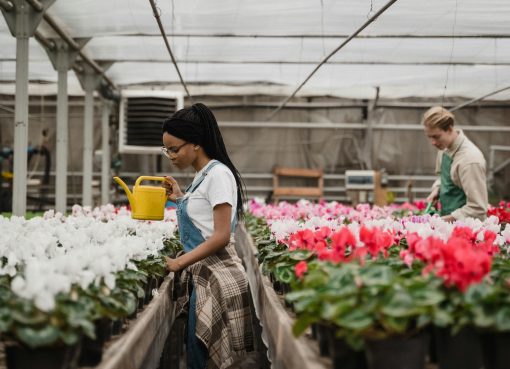 Armenia abre 220 vacantes para operarios de flores con inicio de labores en Cundinamarca en enero de 2026