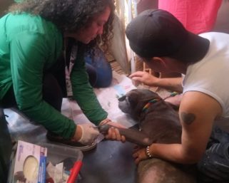 Joven fue capturado por maltrato animal en Armenia