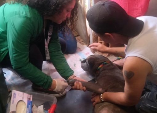 Joven fue capturado por maltrato animal en Armenia