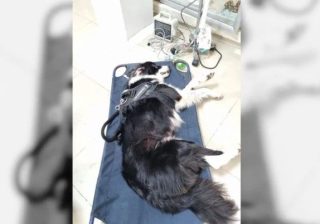 La pólvora mata en Armenia: Horus, un perro de 10 Años, víctima mortal de la noche de velitas