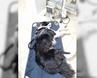 La pólvora mata en Armenia: Horus, un perro de 10 Años, víctima mortal de la noche de velitas