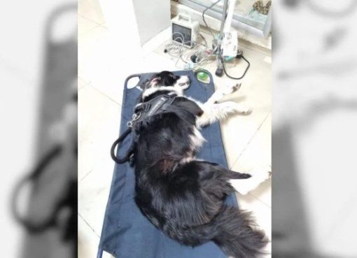 La pólvora mata en Armenia: Horus, un perro de 10 Años, víctima mortal de la noche de velitas