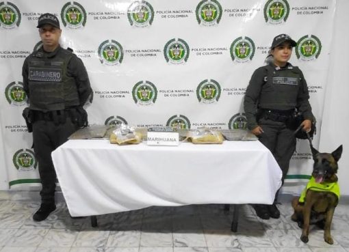 El olfato de “Balton” no falla: frustran envío de estupefacientes en la vía La Paila – Armenia