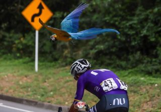La Guacamaya “Lupita” ya se encuentra en manos de la CRQ