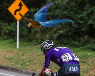 La Guacamaya “Lupita” ya se encuentra en manos de la CRQ