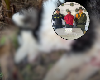 Condena histórica en el Quindío: Cárcel para hombre que asesinó a un perro Husky en Buenavista