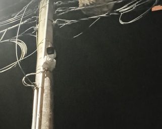 Exitoso rescate de una perezosa embarazada en plena vía pública de Quimbaya