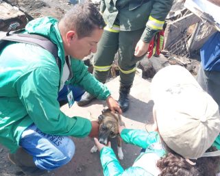 Tragedia en el asentamiento Nuevo Armenia deja un saldo de seis mascotas fallecidas