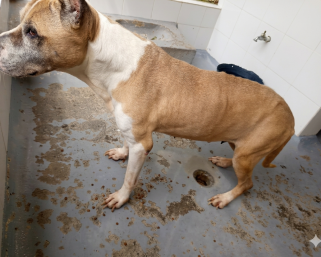 De la oscuridad a la luz: La valiente Pitbull que venció el maltrato y hoy busca un hogar en Armenia