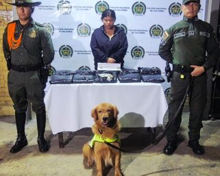 Caninos de la Policía propinan duro golpe al tráfico de estupefacientes en el Quindío