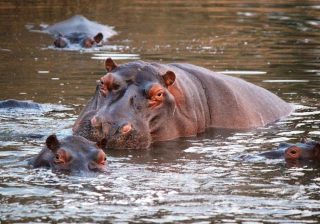 MinAmbiente anuncia millonaria inversión para controlar especie invasora y aplicaría Eutanasia a hipopótamos en Colombia