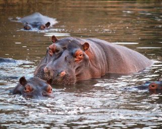 MinAmbiente anuncia millonaria inversión para controlar especie invasora y aplicaría Eutanasia a hipopótamos en Colombia