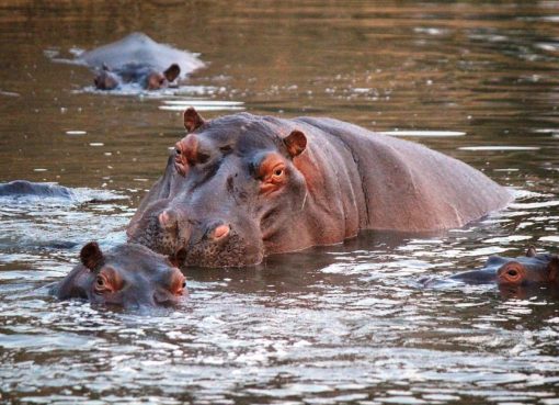 MinAmbiente anuncia millonaria inversión para controlar especie invasora y aplicaría Eutanasia a hipopótamos en Colombia