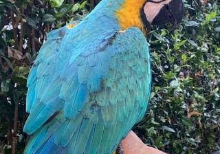 Lupita no ha sido liberada: CRQ desmiente falsa noticia sobre el regreso de la guacamaya a Calarcá