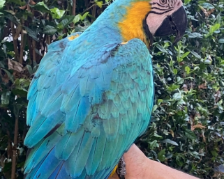 Lupita no ha sido liberada: CRQ desmiente falsa noticia sobre el regreso de la guacamaya a Calarcá