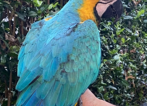 Lupita no ha sido liberada: CRQ desmiente falsa noticia sobre el regreso de la guacamaya a Calarcá