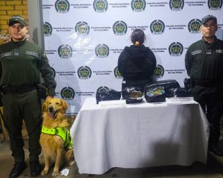 El canino “Nico” frustró transporte de cargamento de marihuana en la vía La Paila – Armenia