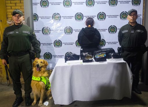 El canino “Nico” frustró transporte de cargamento de marihuana en la vía La Paila – Armenia